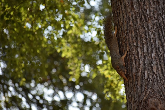 了大量心血 了大量心血