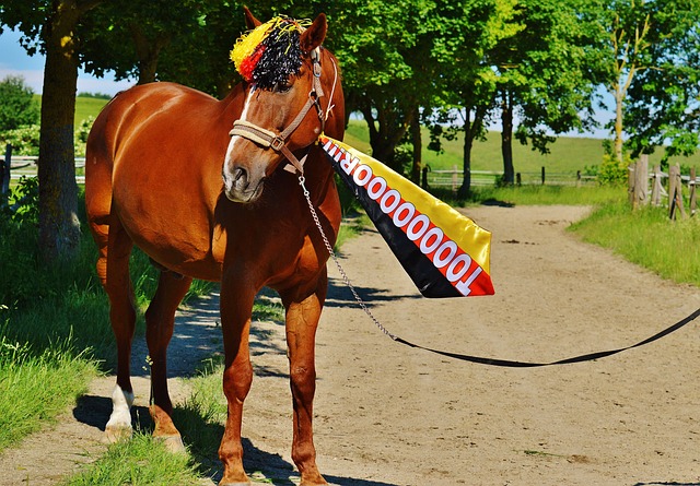 拉多卡努无 拉多卡努无